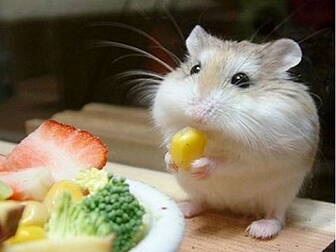New study into hampster happin...